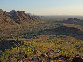 ocotillo glow