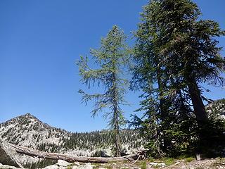 Some subalpine (Lyalls) larches grow near Grave Peak.