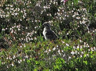 Ptarmigan chick in heather