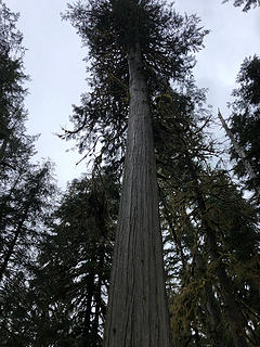 The Sultan River Canyon Trail 3/24/19