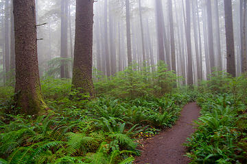 Third Beach trail and trees