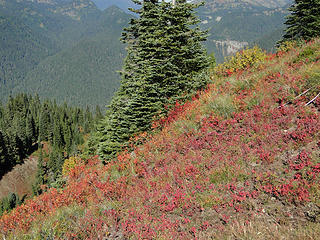 Fall colors near Shriner Peak lookout.