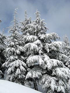 Snowy Trees 3