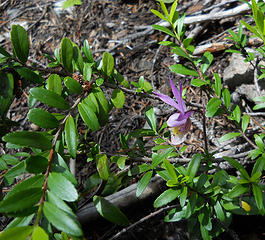 Calypso Fairyslipper Orchid along the trail to Cougar and Hidden Lakes 6/19 to 6/22/17