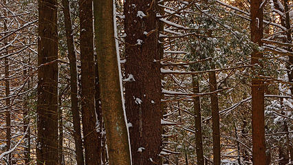 Snow plastered trees, en-route to Blackwater Falls, West Virginia (Dec 31, 2017)