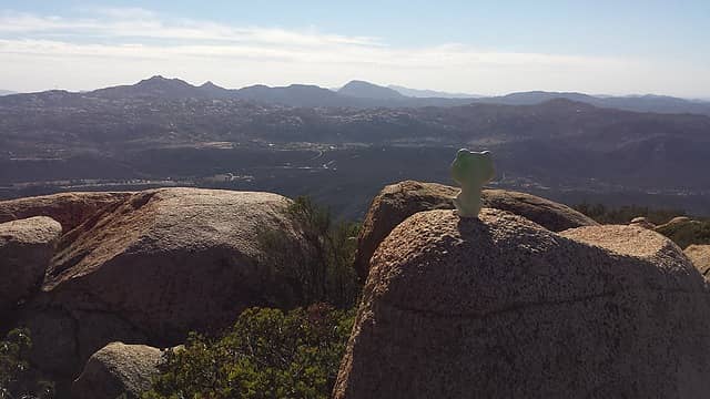 Froggy enjoying the view