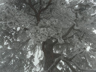 Frosty Pine
