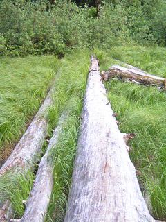 Silvering logs lying across a sedge meadow.