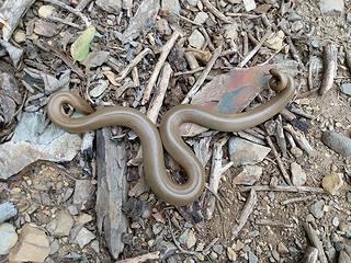 On the return - rubber boa?