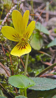 My thanks to Joan and Cheryl for alerting me to this wildflower!