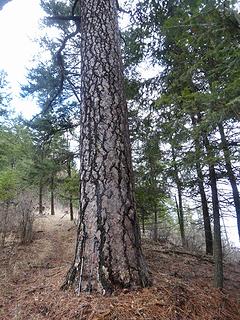 Good sized ponderosa.