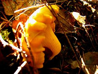 Chanterelle in the woods