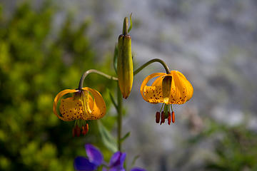 Tiger Lilly