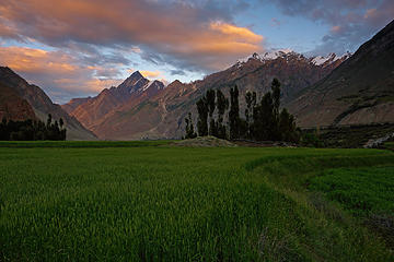 10- Askole wheat fields