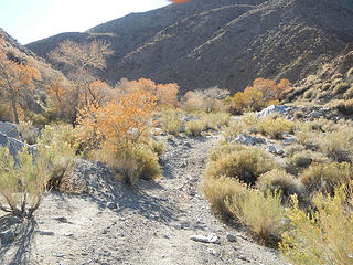 Cottonwood Spring