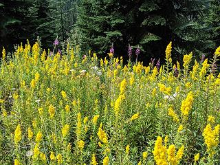 Wildflowers