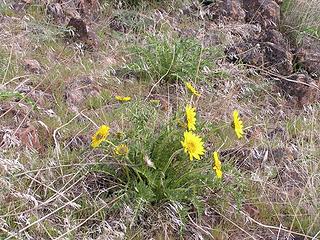 First Balsamroot