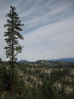 ponderosa pine