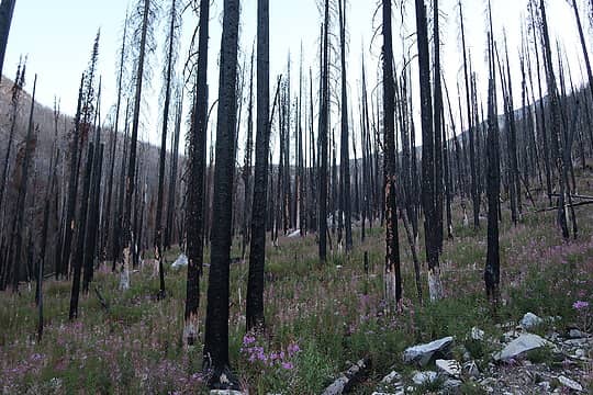 hiking up the Ptarmigan Creek Valley at dusk