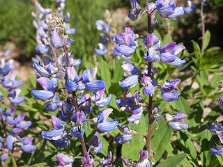 Lupine