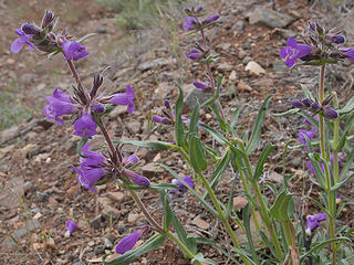 Larkspur 
Painted Hills Oregon 5/14/17