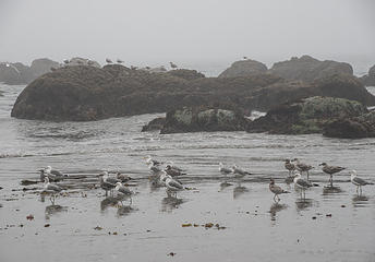 more gulls