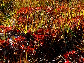 Berries & grass