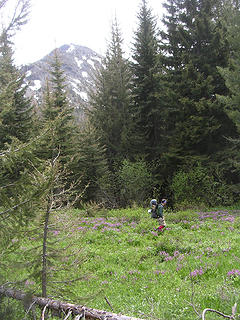 Matt wanders around the flowers