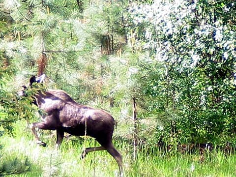 moose in Republic