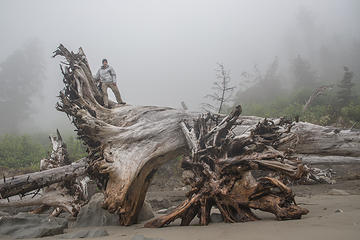 Logs and fog