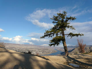 A lone Douglas-fir overlooking the Columbia River and Wenatchee from saddlerock