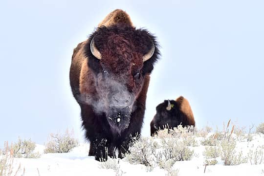 February: Bison in Yellowstone National Park, Wyoming