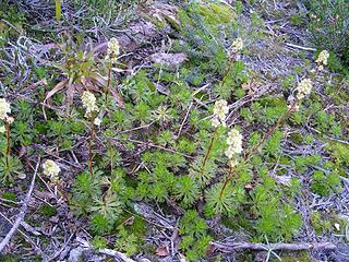 Luetkea pectinata; Partridgefoot