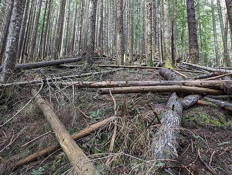 The worst of the forest. Most of it is quite open, making for easy (but steep) walking