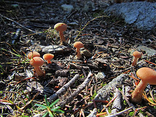 mushrooms growing on the trail