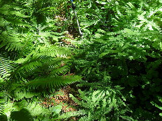 lots of ferns