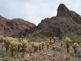 terrain and flora