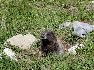 marmot