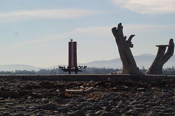 Cormorants