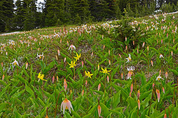 Avalanche lillies and glacier lillies