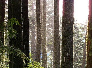 Tree rain