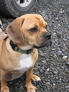Rigby the Puggle