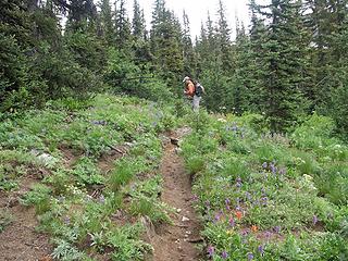 Steve running the gauntlet of wildflowers along the Leroy Creek Trail.