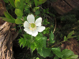 Western pasqueflower