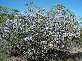 Flowery bush