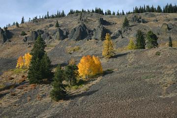 pretty trees on the hill