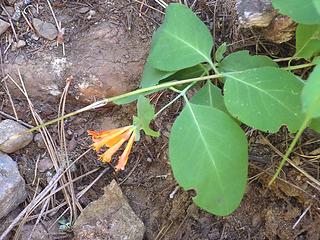 Honeysuckle