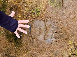 Fresh bear print in the tidal mud flat