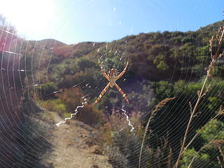 Orb weaver