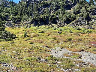 First bear sighting  - just below O'Neil pass